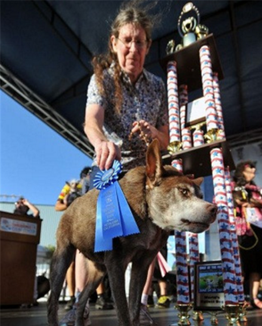 世界最丑狗大赛开跑 最丑狗获奖1500美元