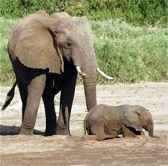 动物界六大奇闻轶事盘点 大象记忆力可以称王