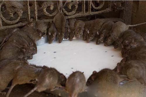 印度老鼠神庙 供奉2万只老鼠引信徒祷告 密集恐惧症者慎入！