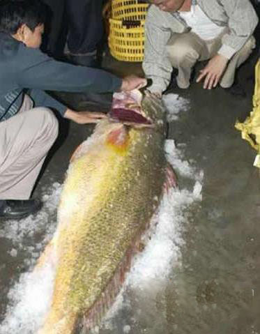 世界上最贵的鱼：血红龙500万/金钱鳘300万